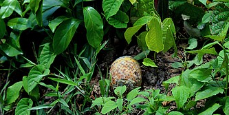 Eine Submunition liegt im Gebüsch.